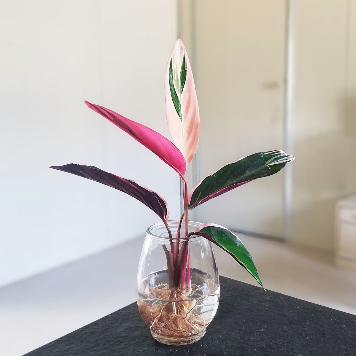 凤凰羽水培养植物室内绿植花卉盆栽富贵竹水养好养懒人花两凤凰羽黄金