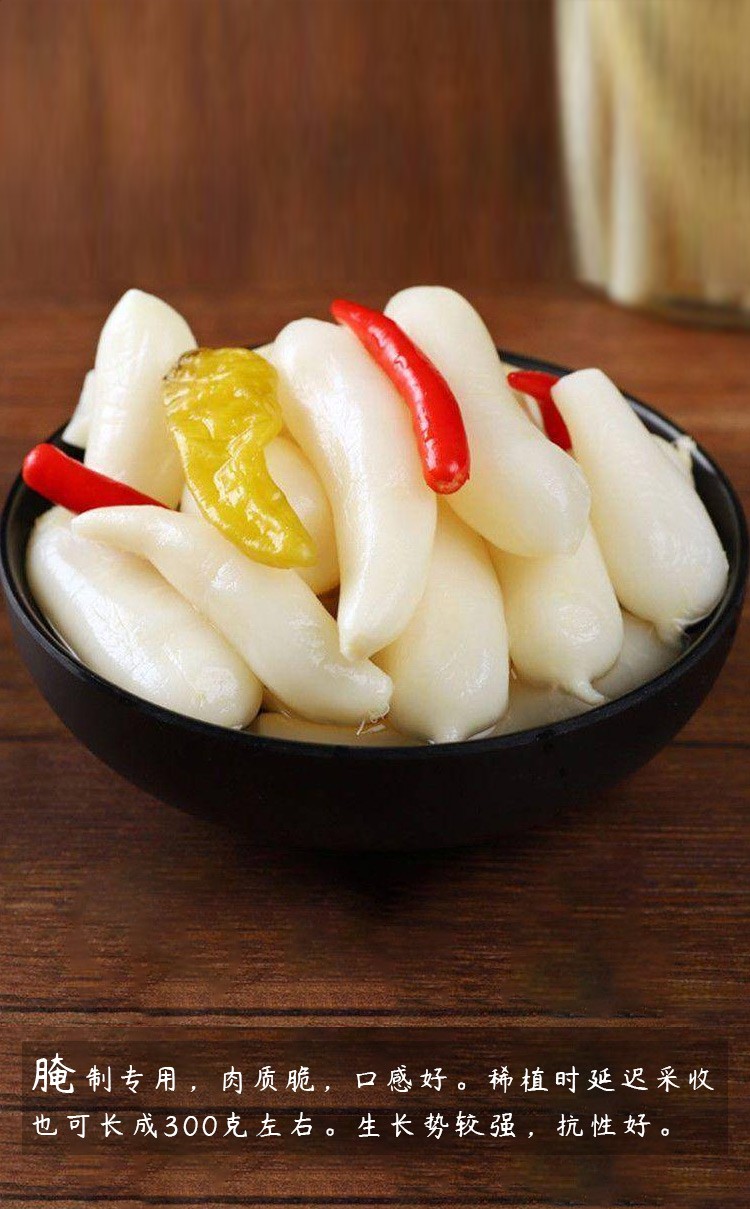 寿禾 兰溪小萝卜种泡菜迷你手指萝卜腌制用白萝卜樱桃蔬菜种孑 兰溪小