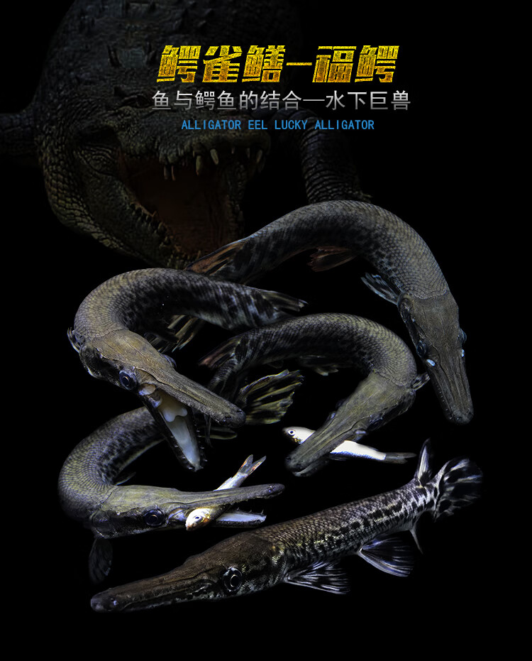 大型白化火箭幽灵火箭黑火箭福鳄尖嘴鳄大型热带鱼凶猛鱼观赏鱼水财神
