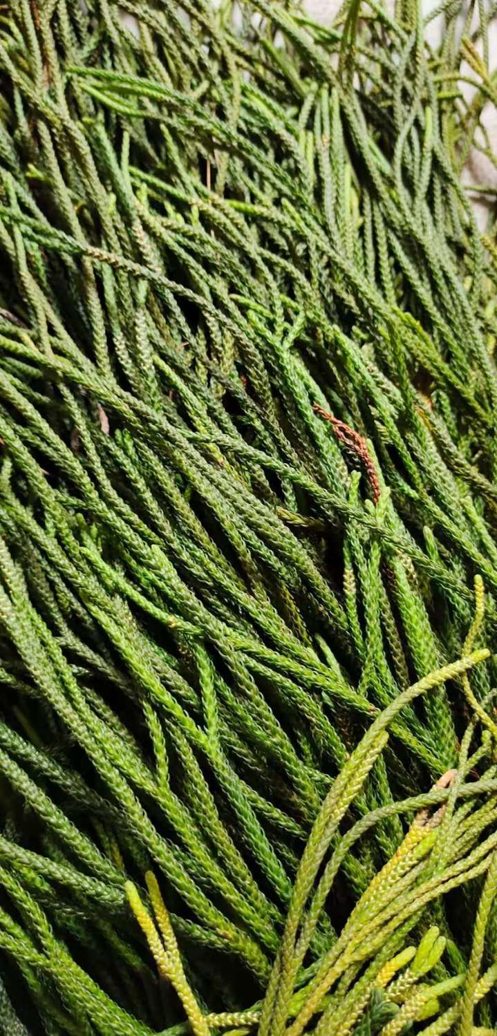 细叶 马尾千金草 活动中 云南500克【图片 价格 品牌 报价】-京东