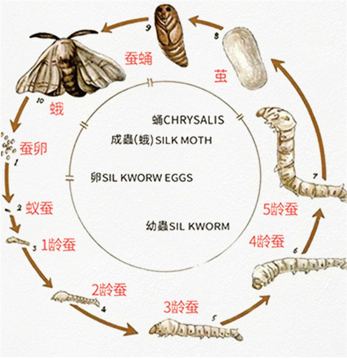 新鲜桑叶现摘北京蚕宝宝饲料学生养蚕专用小蚕食用鲜嫩
