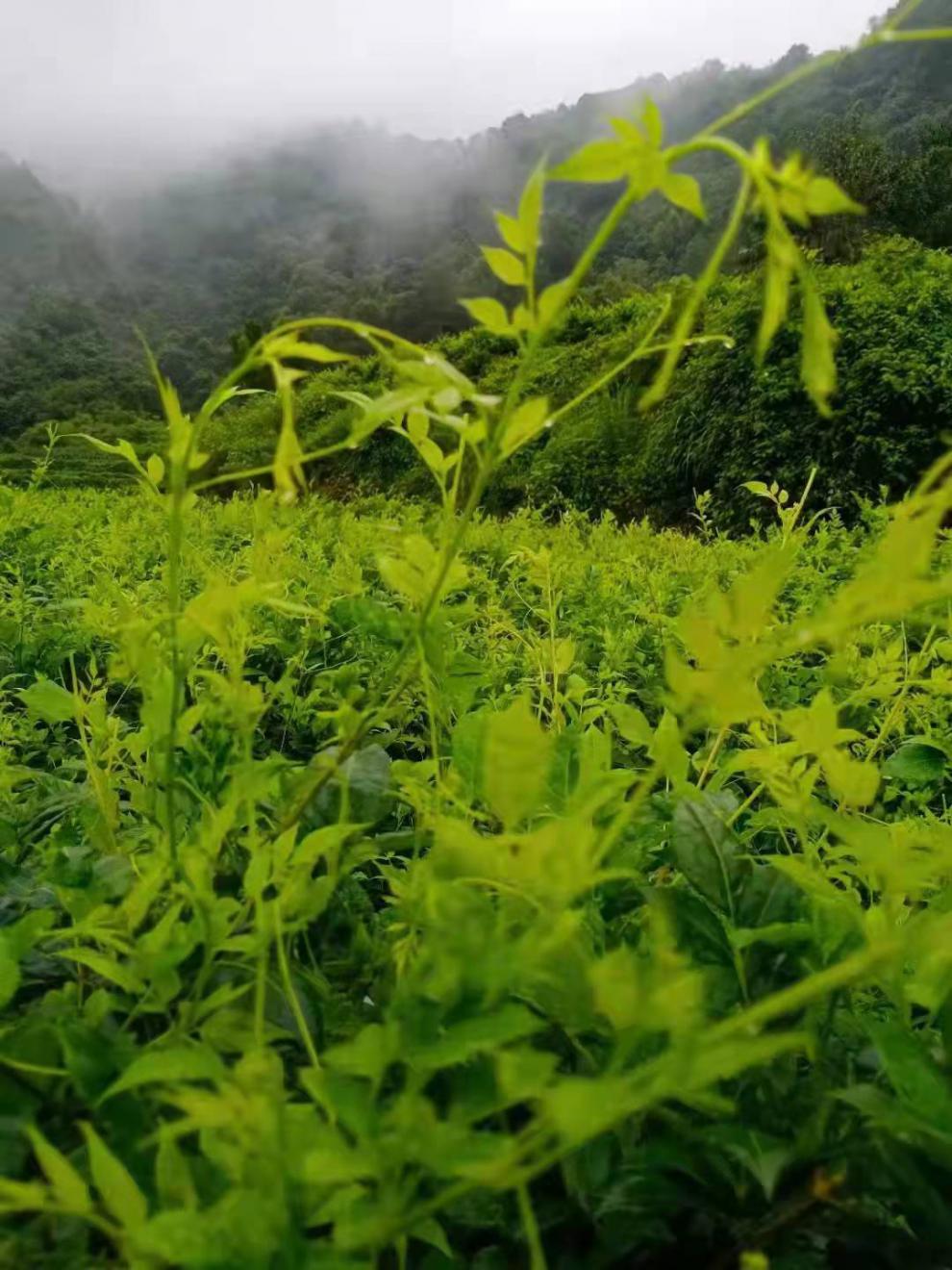 京选好货莓茶张家界野生高山莓茶特级土家龙须茅岩嫩芽尖长寿藤茶500g