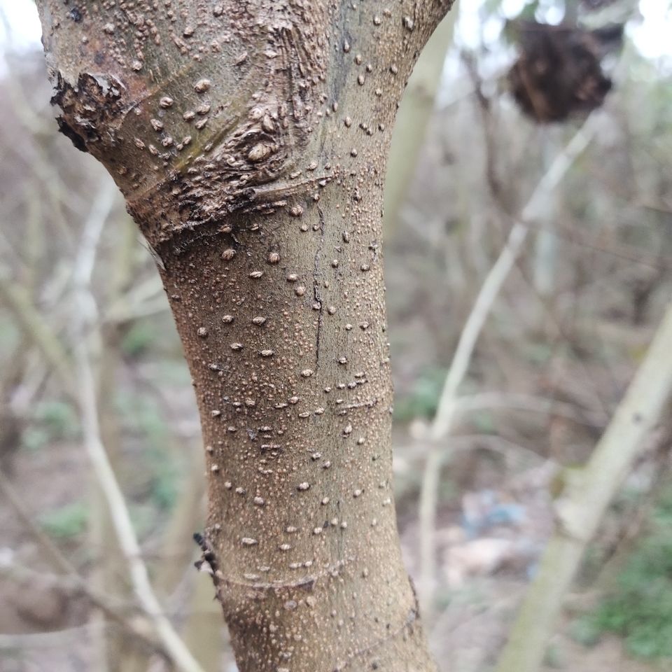 伟博农家野生新鲜现采中药桑树枝条食用桑枝桑木棍蚕桑树枝经络桑枝棒