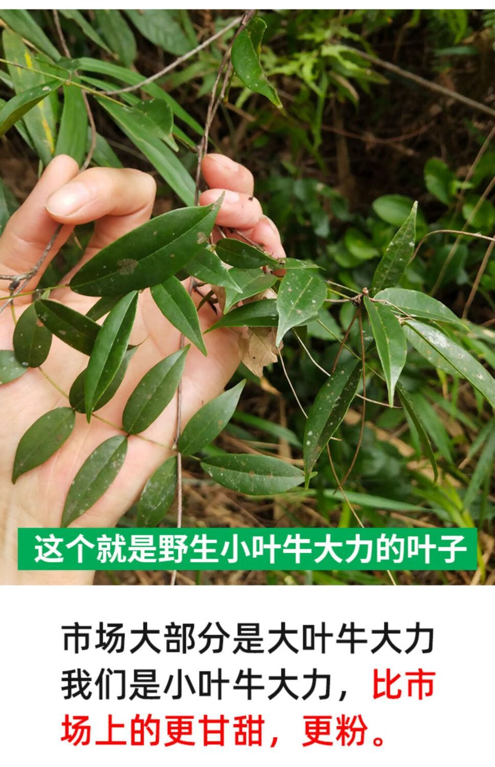 北京同仁堂原料牛大力野生牛大力材粉質正宗新鮮煲湯泡酒農家乾貨純無