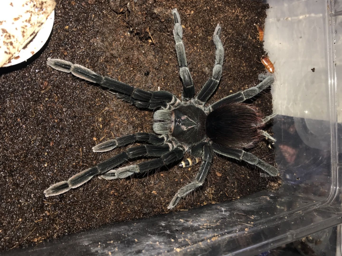 活体宠物非洲橙巴布蜘蛛所罗门蜘蛛火玫瑰另类爬宠新手温顺巴西巨人