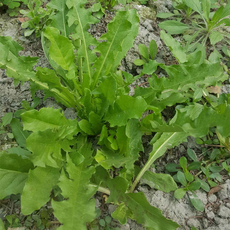 嫩新鲜蒲公英 婆婆丁黄花地丁嫩芽 500克蔬菜时令菜当天采摘 2500g