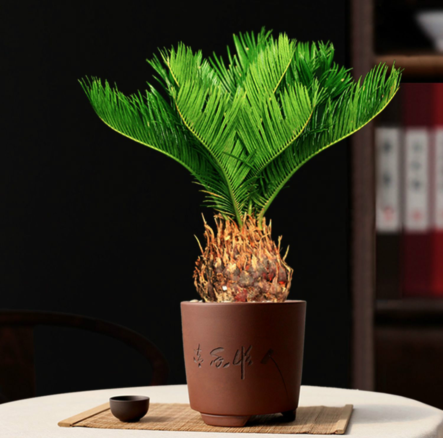 【心头肉】铁树盆栽苏铁小盆景室内桌面好养植物阳台庭院耐寒四季常青