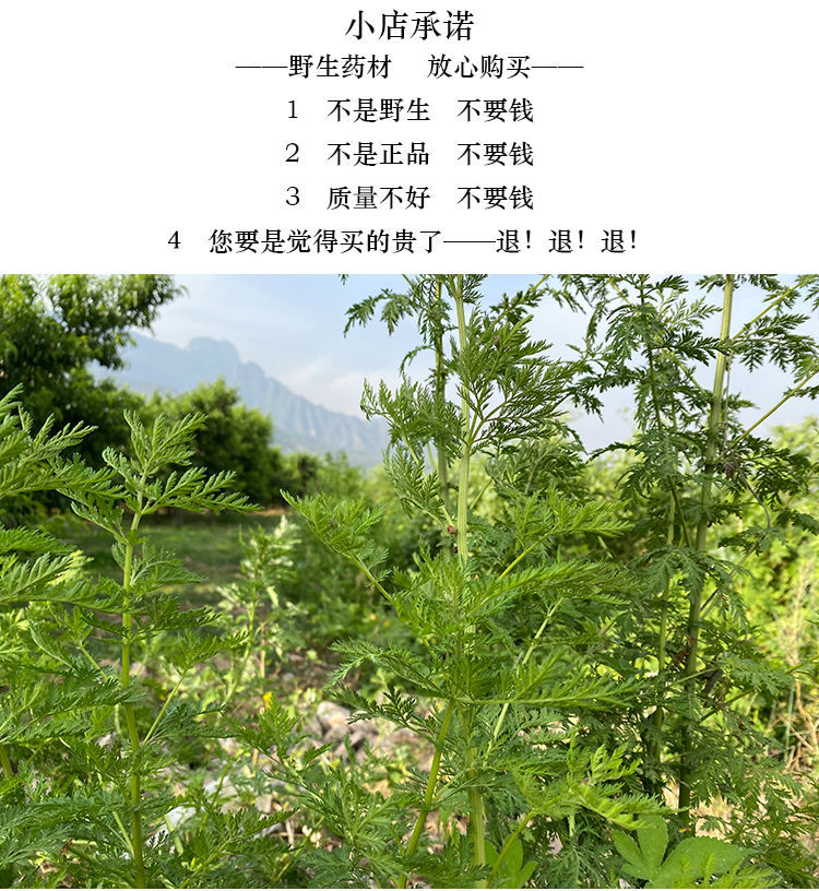 伟博黄蒿青蒿中药材青蒿新鲜青蒿草细叶青蒿叶黄花蒿香蒿臭蒿现采现发