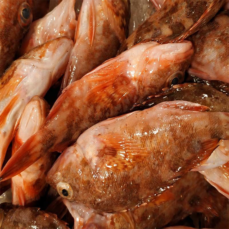 沢素湾野生虎头鱼新鲜石九公老虎斑红石斑石头鲈石翁鱼海钓石狗公一斤