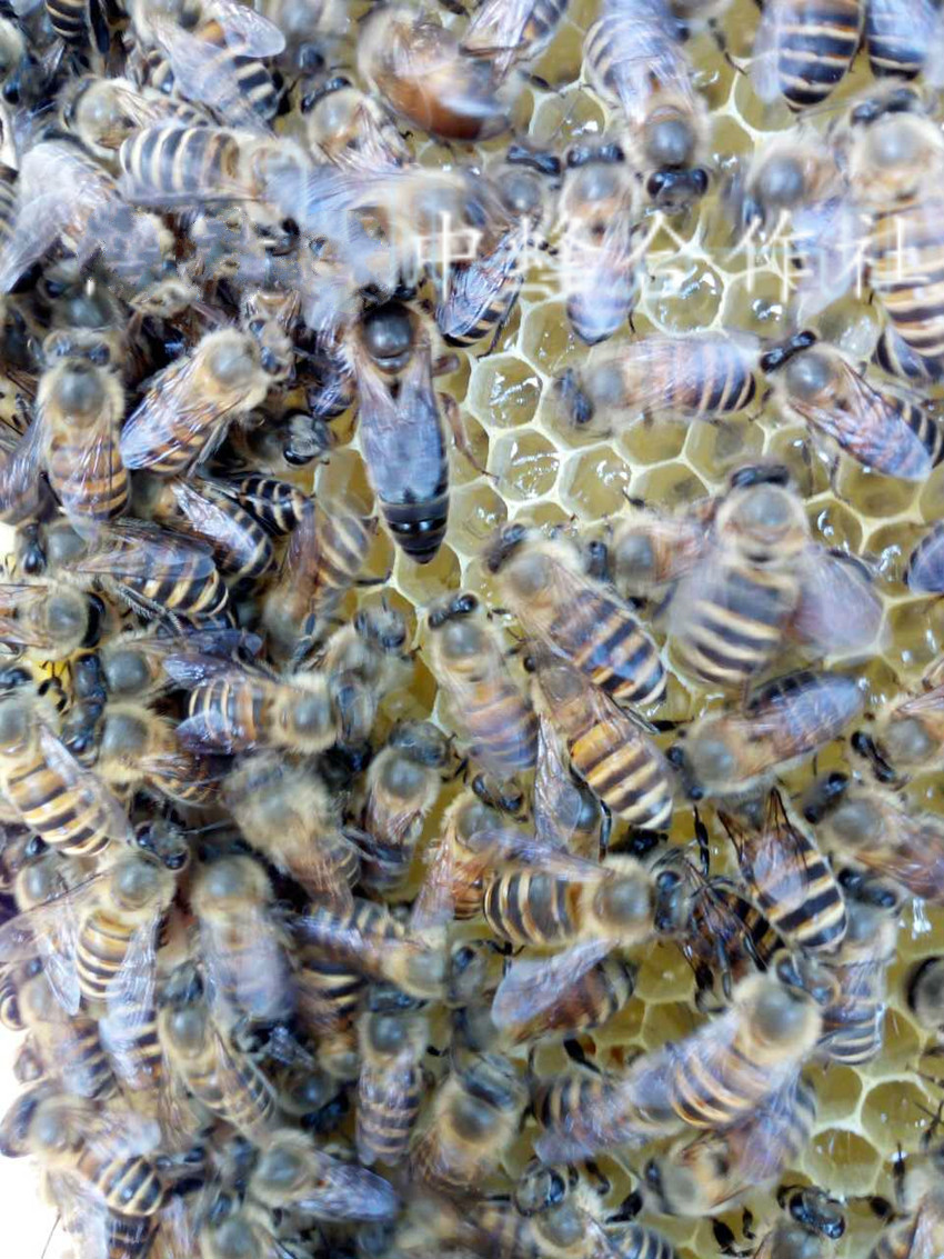 阿坝王中蜂广东优质种王高产王蜜蜂蜂王活体产卵王双色王处女王 随机