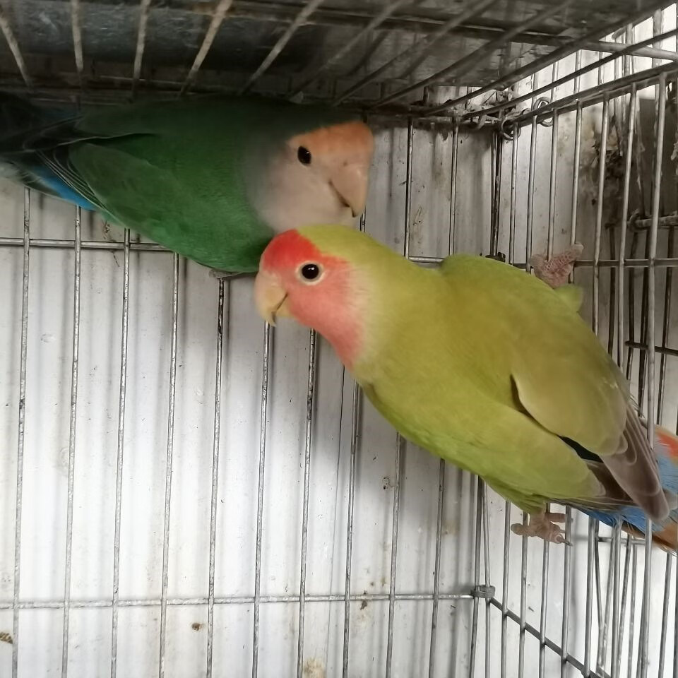 牡丹鹦鹉活鸟手养玄风活体虎皮黄桃绿桃紫罗兰会说话鹦鹉人牡丹 绿金