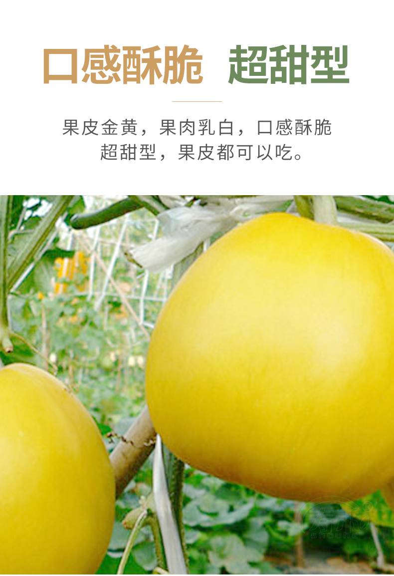 甜瓜种子种籽孑特甜黄薄皮香瓜夏季南方四季水果 斯威特1号甜瓜种子
