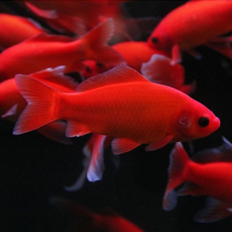 jypet冷水鹦鹉鱼招财鱼淡水鱼血红鱼活鱼金风水鱼金鱼苗冷水发财鱼 6