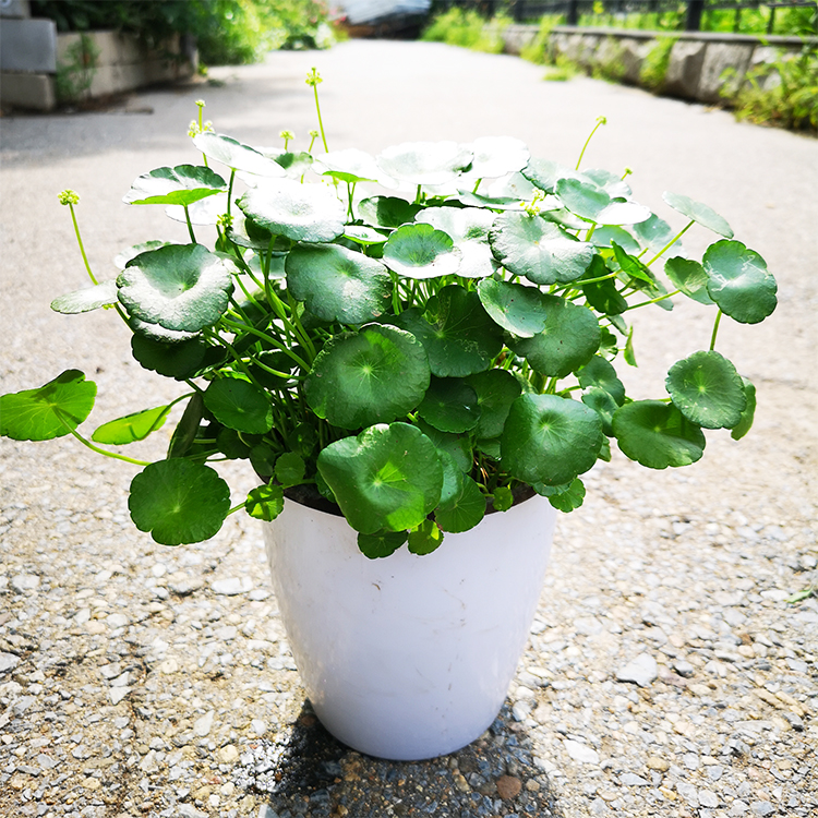 阳台盆栽好养喜光喜水金钱草吸甲醛小绿植1盆水培铜钱草玻璃缸不含盆