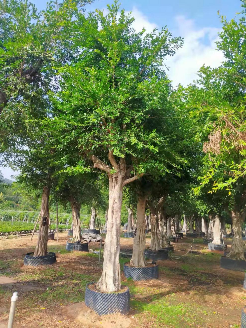 战长沙榕树细叶榕长根须庭院园林风景树独木成林四季