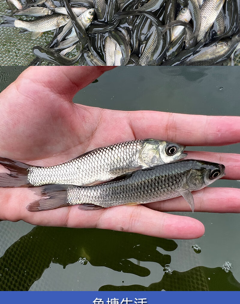 活体乌青鱼仔特大四大家养鱼批发淡水的鱼苗活鱼活体 草鱼苗【8-10cm