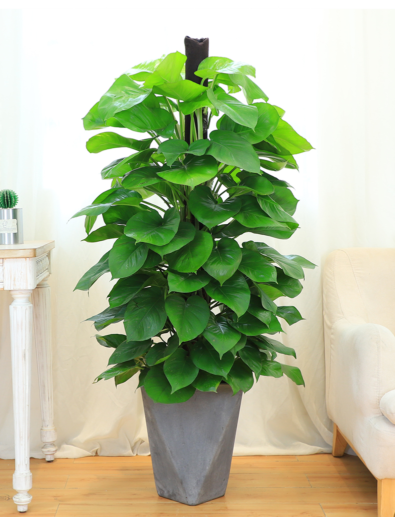 绿萝柱圆柱水泥盆高约1618m大叶绿植柱室内办公室植物盆栽