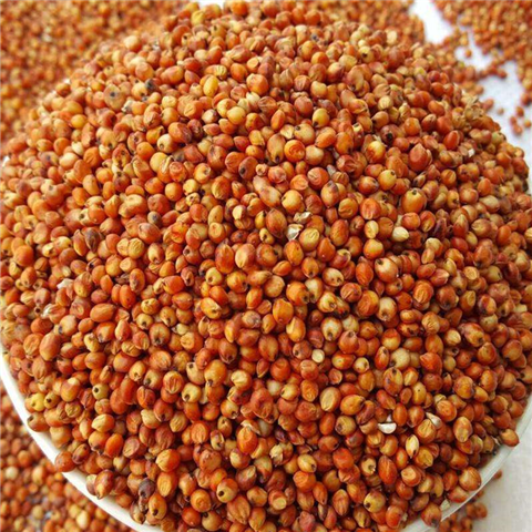 东北带皮红高粱糯红高粱去壳未脱皮新高粱酿酒酿醋粮食小丑高粱适合喂