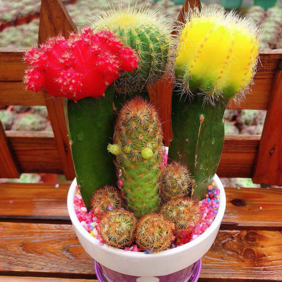 采缇仙人球三色球组合小盆栽室内开花新款多肉植物三色球带瓷盆铺面石