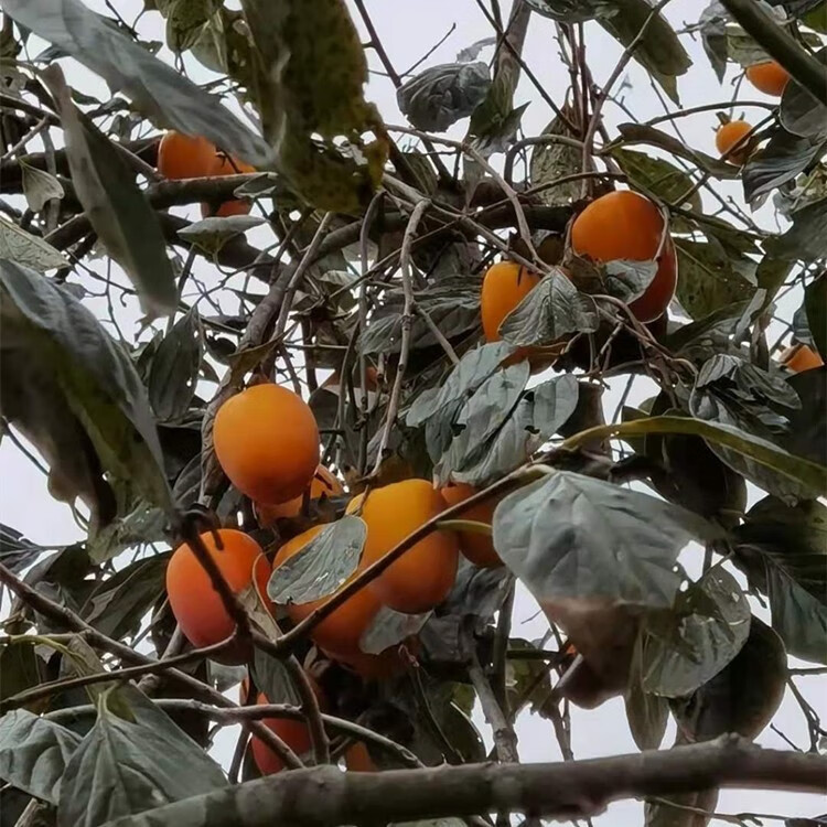 媚調現摘浙江紅彤柿秋季時令新鮮黃水果農家天然大甜軟尖柿溫嶺長柿子