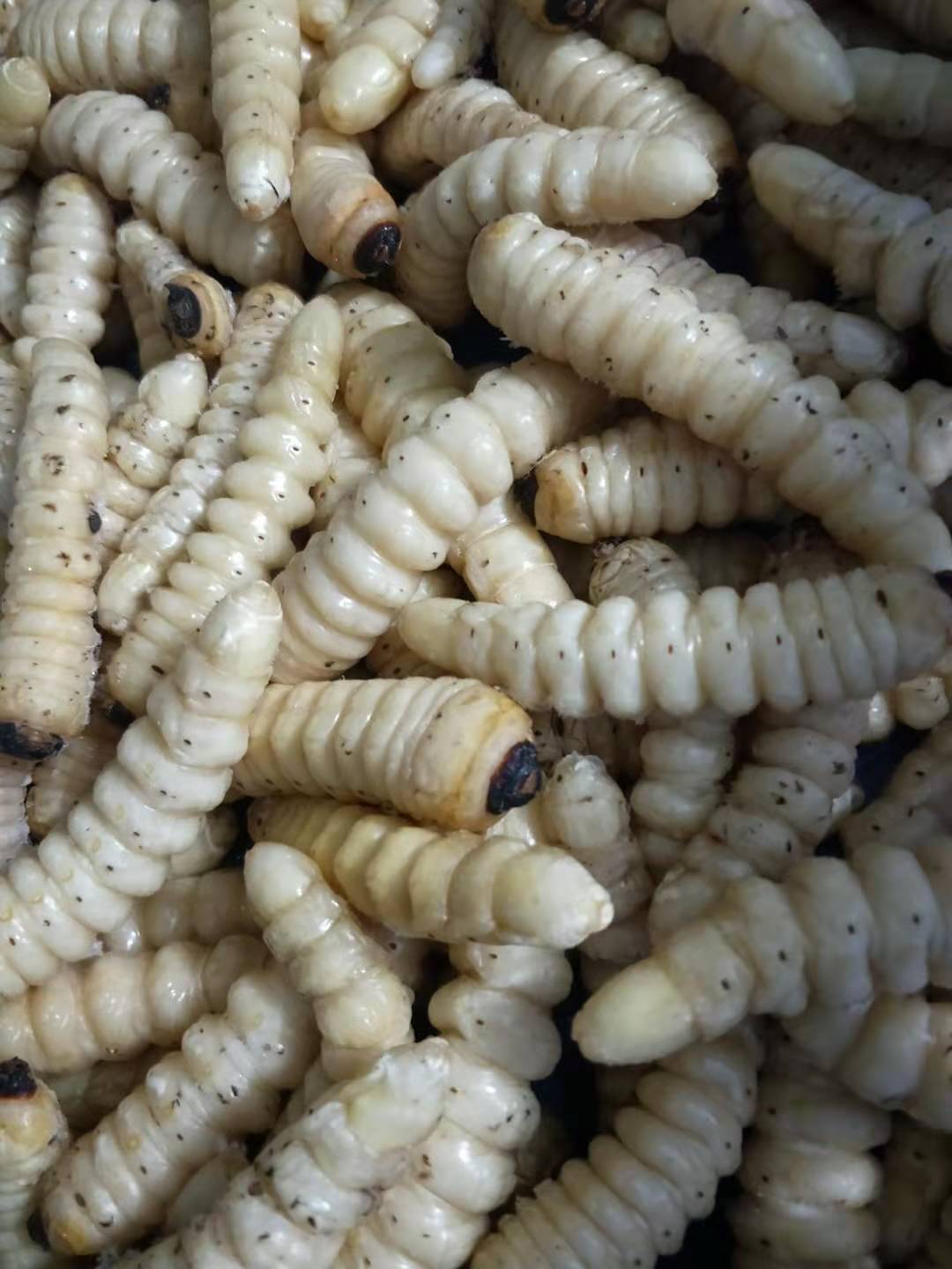 伟博速冻大柴虫大木虫大财虫大木花哈虫木虫天牛幼虫食用高蛋白 1斤