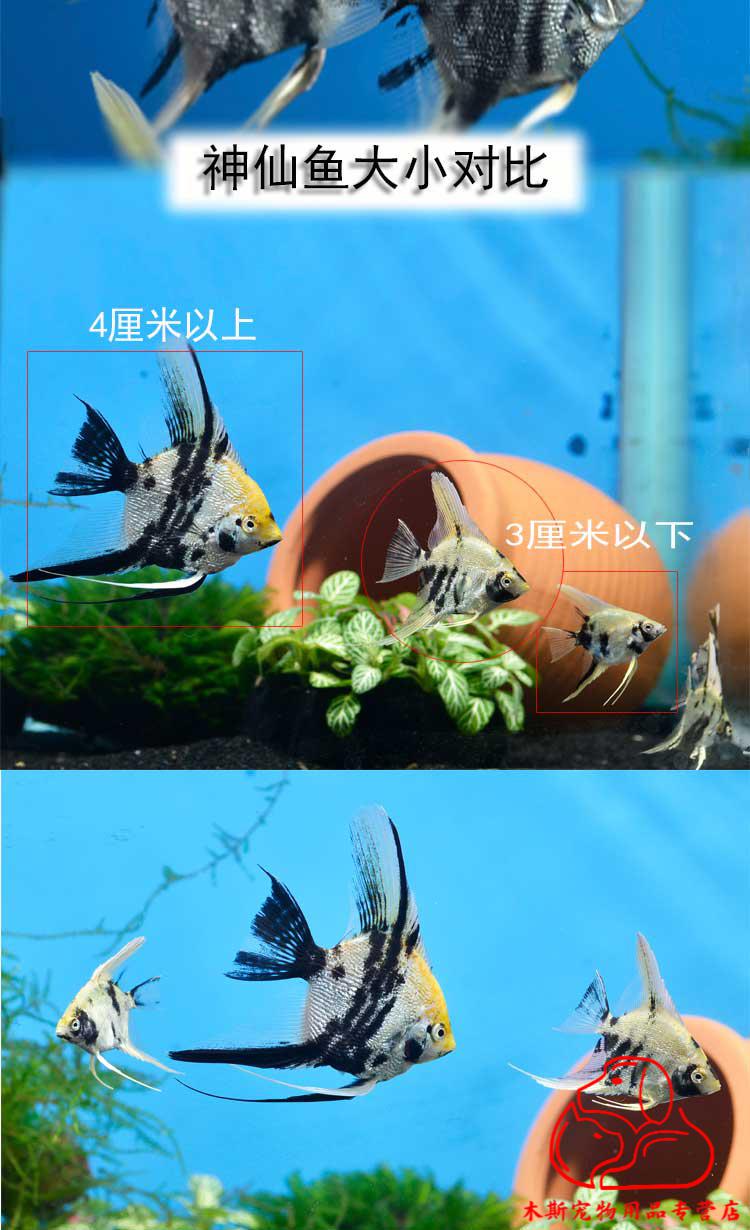 熊猫仙红头墨燕七彩蓝魔秘鲁热带鱼观赏鱼 熊猫燕9-10厘米4条公母搭配