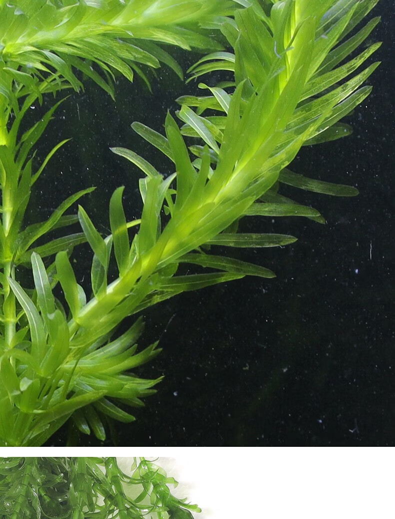 蜈蚣草水草植物养鱼金鱼藻造景鱼缸孔雀鱼金鱼斗鱼鱼草耐净化水质 10
