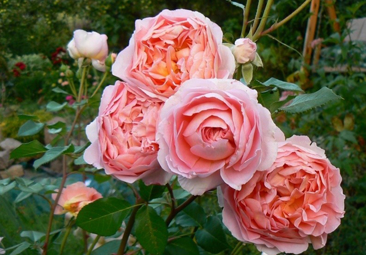 大花浓香藤本月季 亚伯拉罕达比 小藤本抗寒四季开花型 亚伯(小苗)原