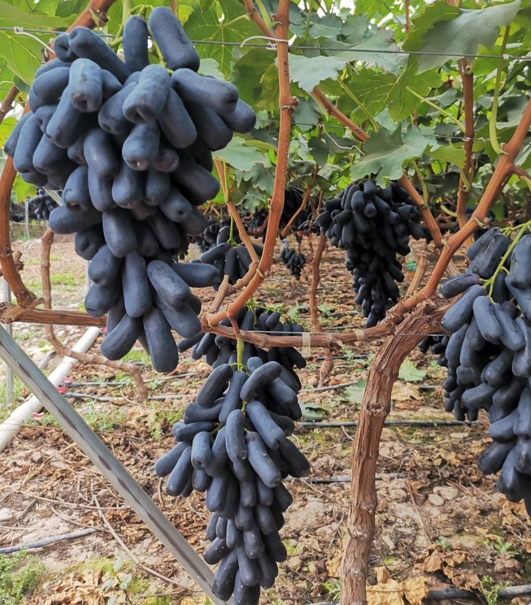 【现摘】推荐甜蜜蓝宝石葡萄美人指黑提基地直供 1000g整串精品