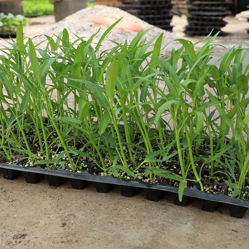 民汇园三杈大叶空心菜籽种种子大全水上四季菜苗带根蔬菜空心菜种籽种