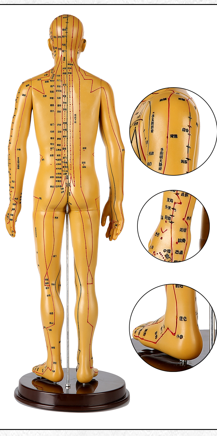 针灸穴位人体模型中医男女全身经络小铜人可扎针灸人模小人图硅胶新