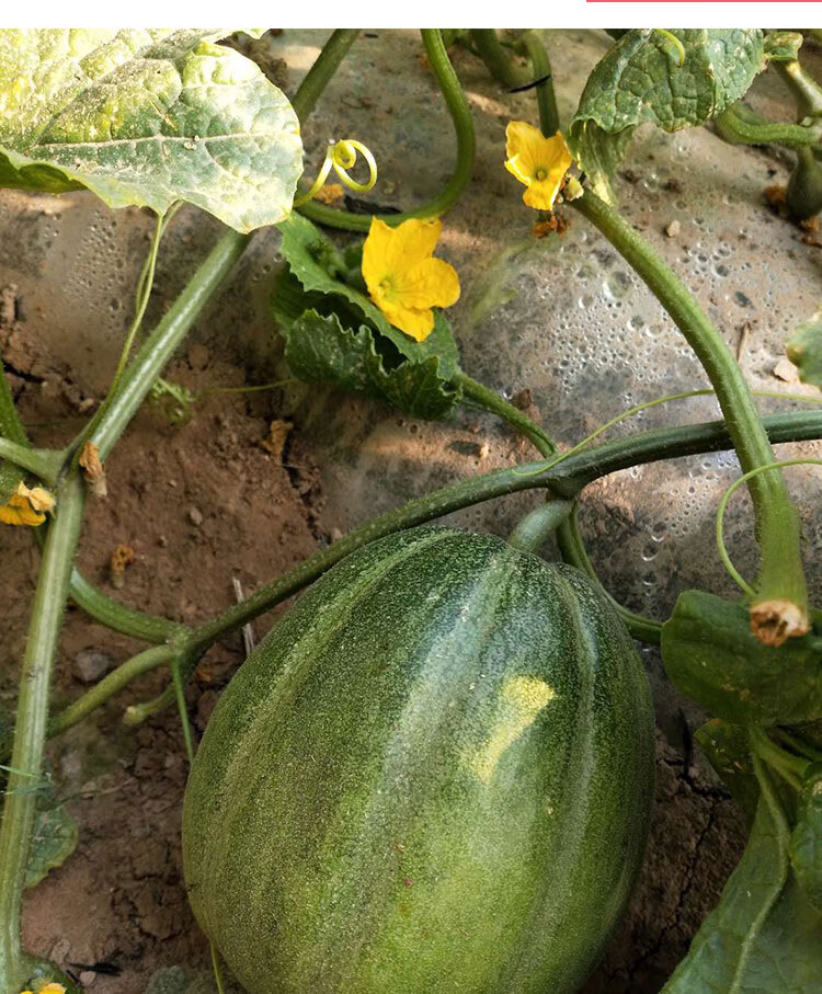 恬女神顺丰空运内蒙五原灯笼红香瓜巴盟河套特产甜瓜新鲜现摘水果蜜瓜