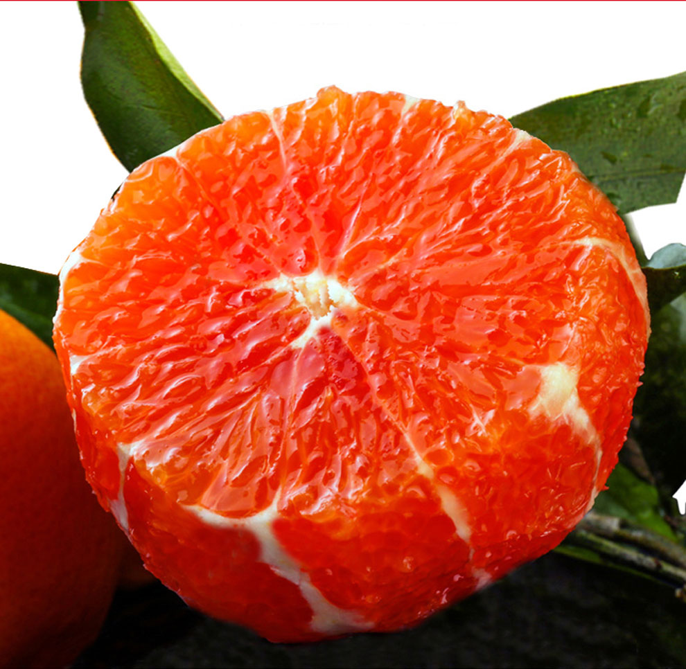 现摘现发湖北秭归血橙中华红橙新鲜水果当季红心橙子甜橙爆汁橙中果3