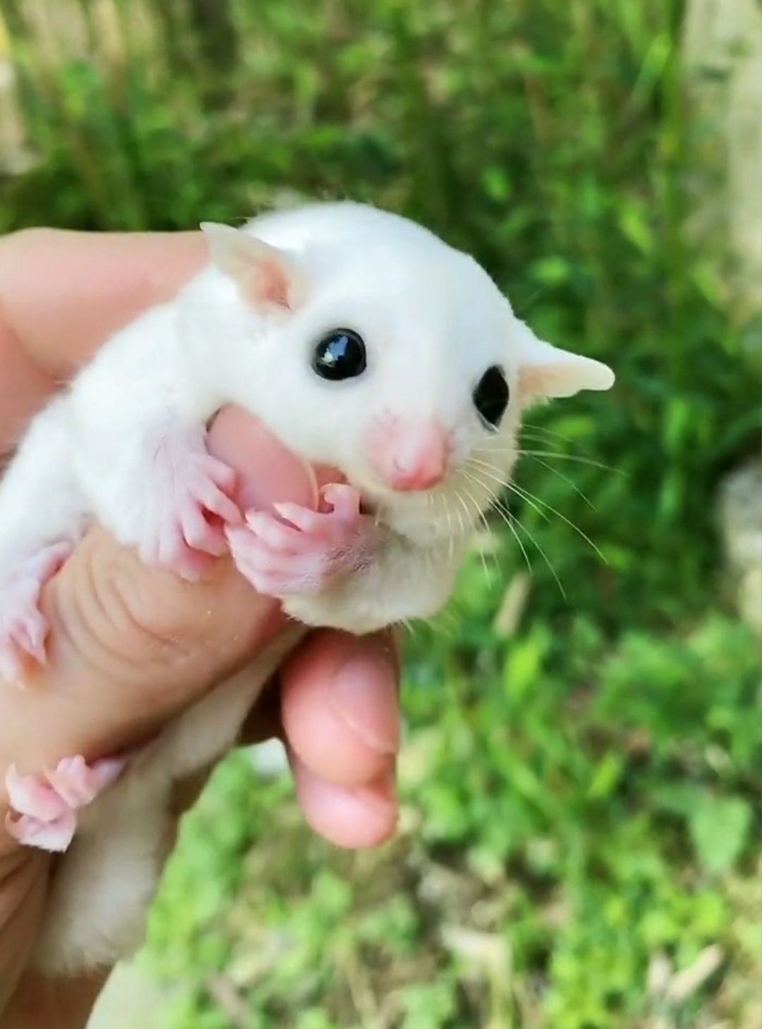网红蜜袋鼯活体小型宠物飞鼠澳洲蜜袋鼯幼崽蜜袋宝宝滑翔飞手宠物