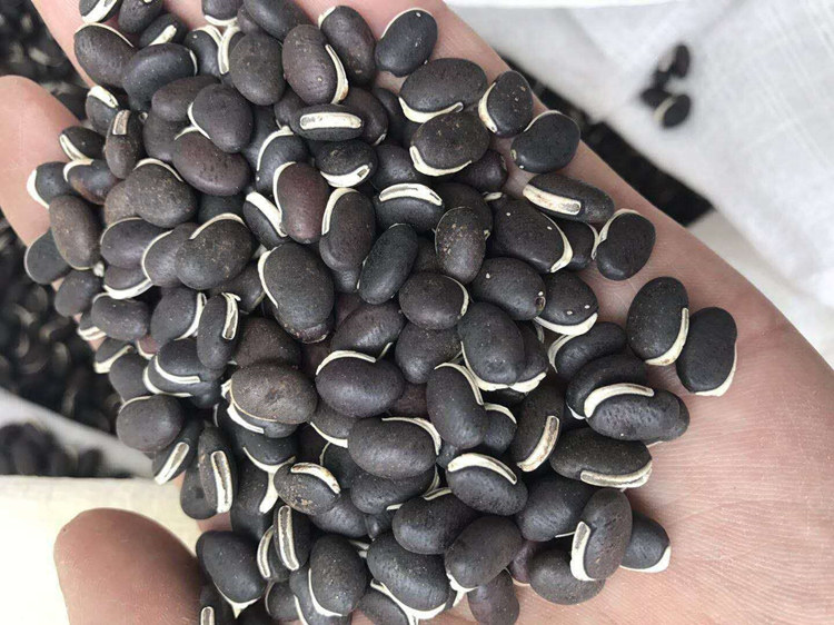 杭情葛藤种子护坡种籽百花银背藤野葛根边坡绿化藤本植物沙土巩固爬藤