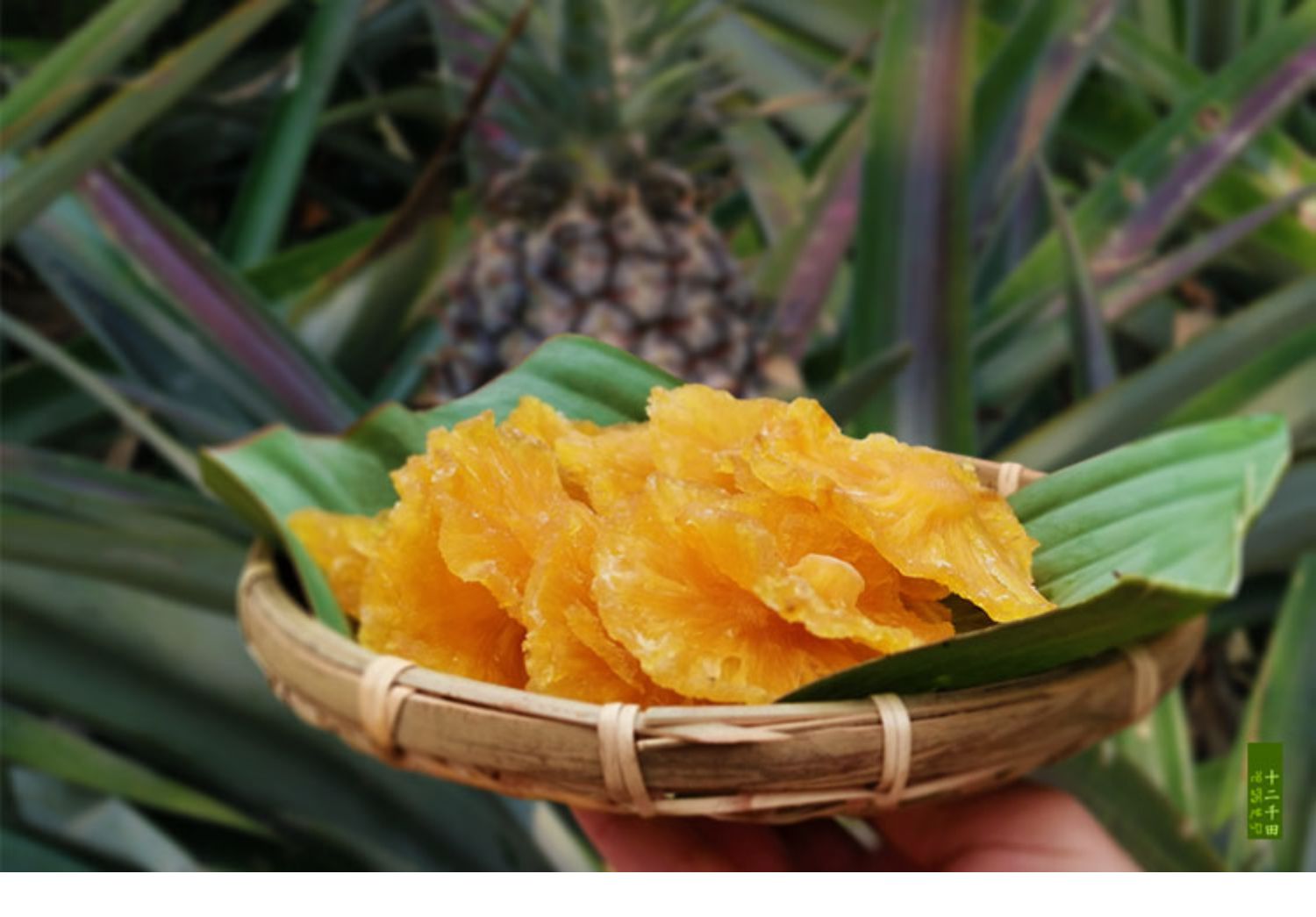 西双版纳菠萝干凤梨干原味水果干片云南特产零食200g菠萝干200克x2袋