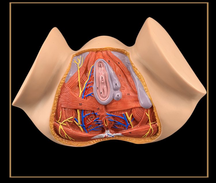 女性会阴模型 会阴解剖模型 妇科解剖模型 女性生殖器官解剖模型 女性