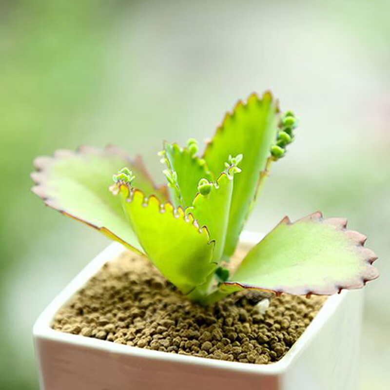 多肉植物 蕾絲公主 寬葉不死鳥 大葉落地生根綠植迷你盆栽 大苗6-8cm