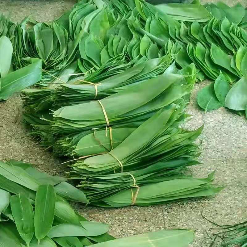 粽叶 粽子叶 粽叶新鲜大叶特大野生箬叶真空粽叶批发粽叶子大号 一包