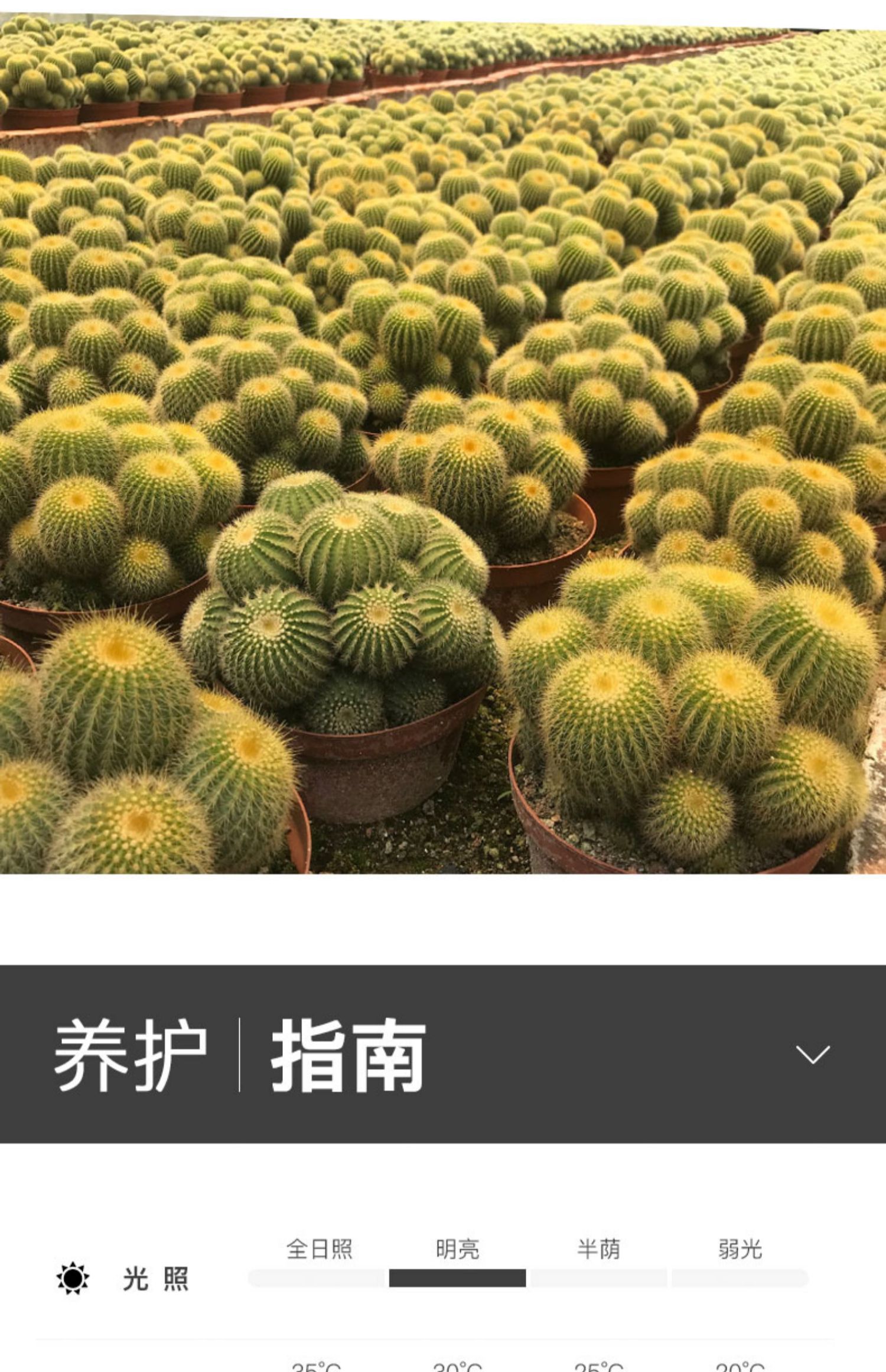 多头仙人球群生多肉植物老桩仙人掌好养盆栽室内桌面小盆栽 芙蓉群生