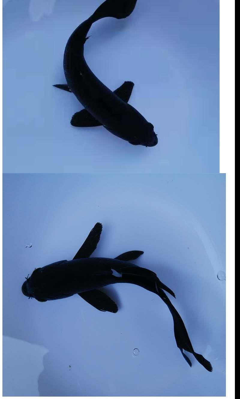 黑金锦鲤鱼风水鱼黑色金鱼活鱼冷水易活龙凤乌金锦鲤龙凤黑金锦鲤1214