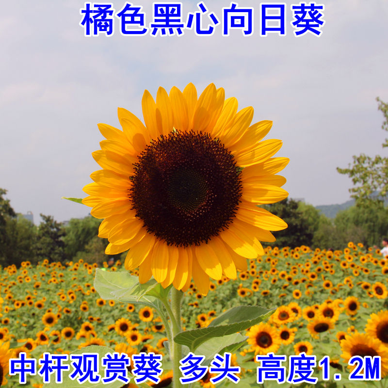 网红向日葵种子盆栽矮杆花店鲜切花食用葵花籽观赏榨油葵多头单头玩具