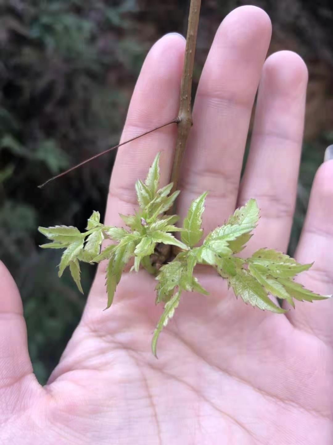 莓茶藤茶福建特级野生嫩芽嫩叶藤茶溪黄茶草苦甘露茶雪茶500g 头茬