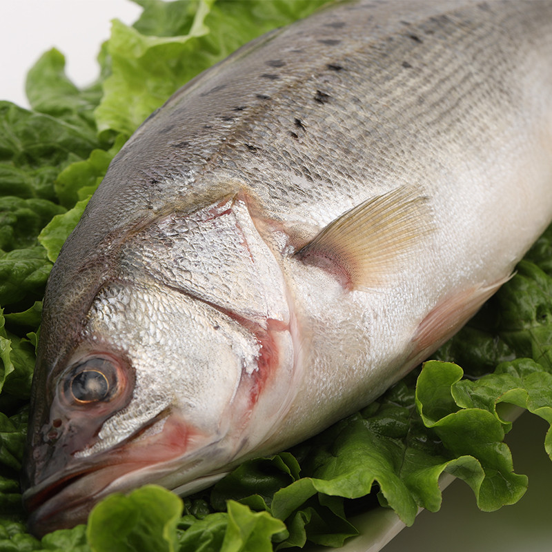 【顺丰现货】新鲜鲈鱼 海鲈鱼 七星鲈鱼 寨花鱼 花鲈 海鱼 顺丰空运
