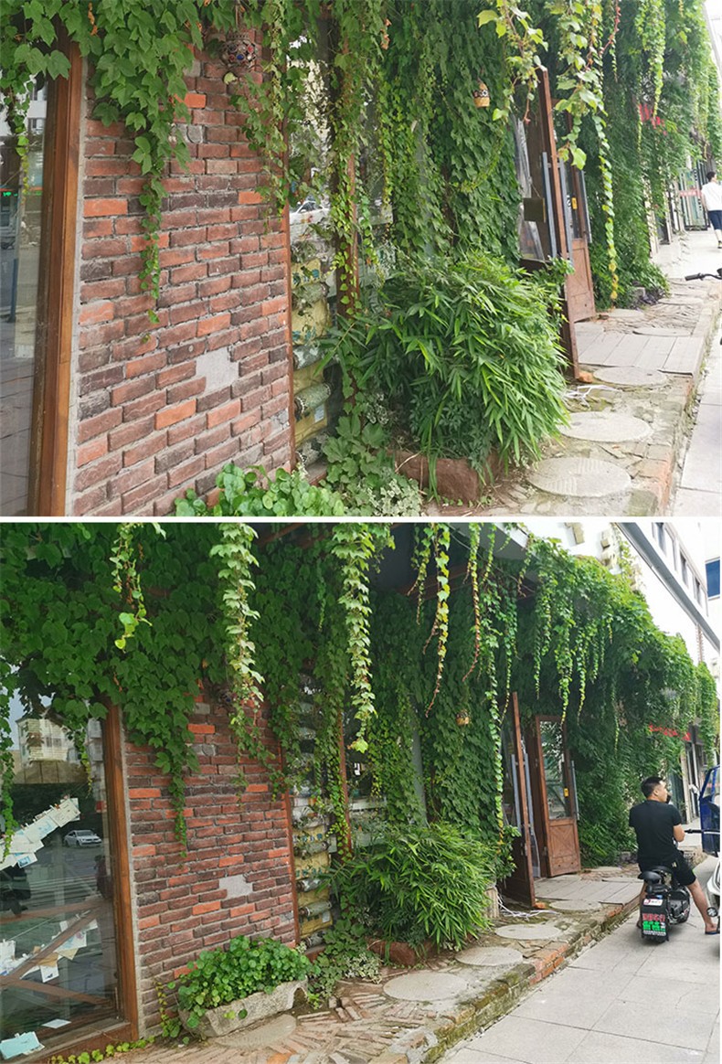 花溢满爬山虎树苗爬藤植物攀援爬墙植物盆栽藤蔓藤本植物庭院围墙观赏