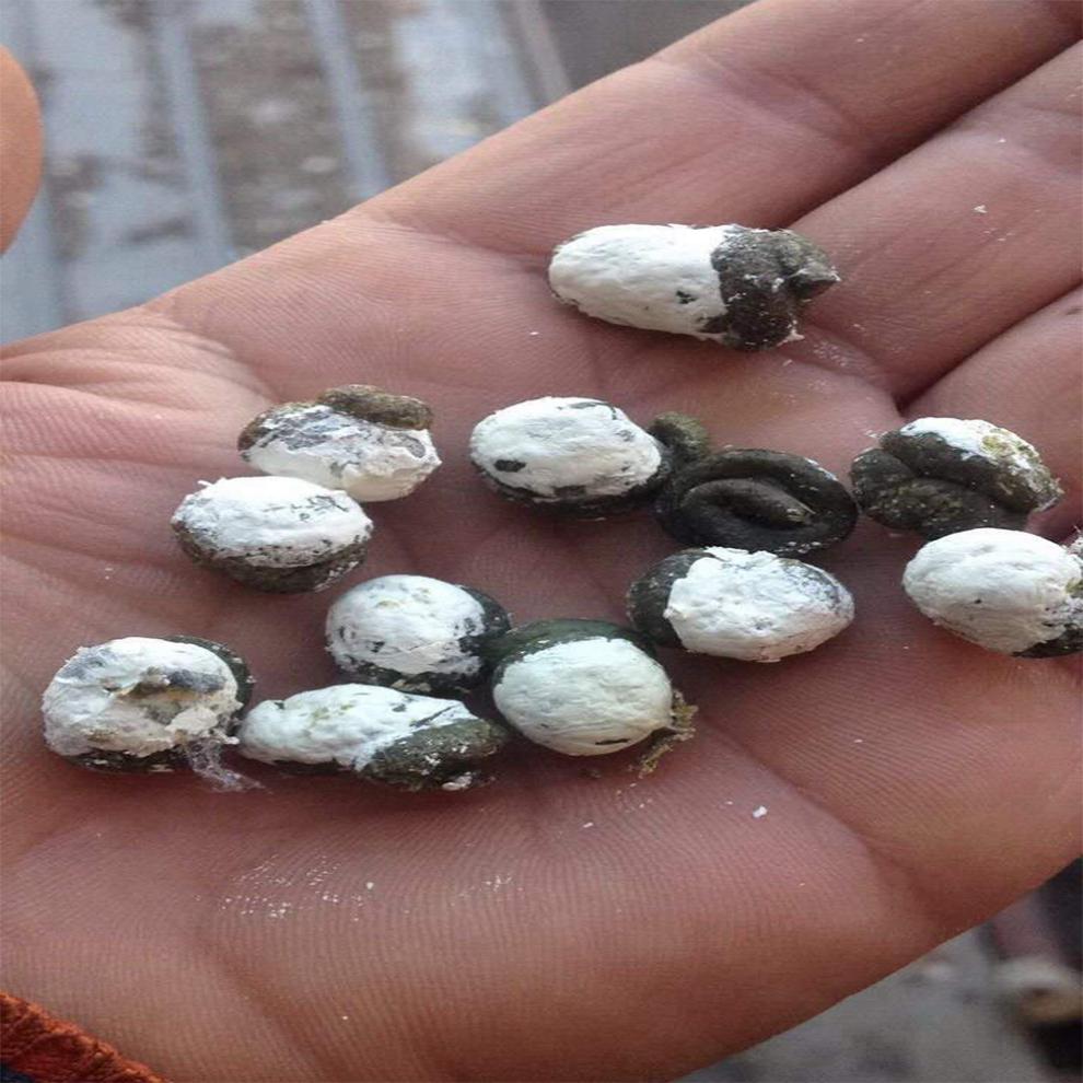 鸽子用品鸽药赛鸽中药粉肠道调理水稀便信鸽呼吸道毛滴虫粉剂赛鸽麟钙