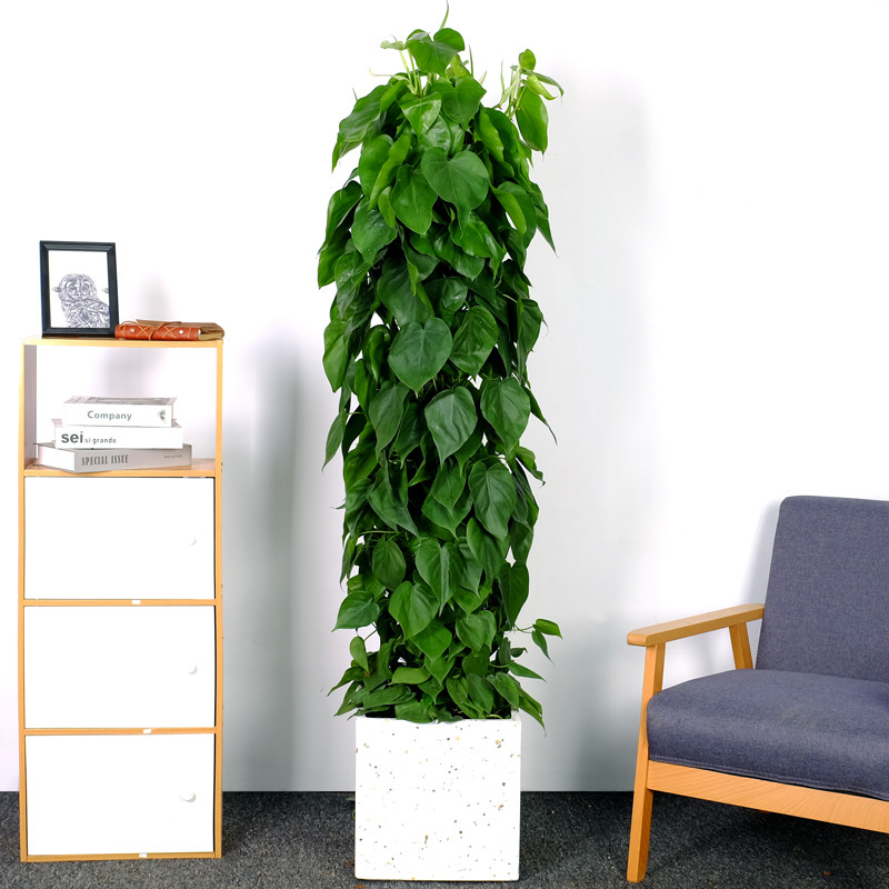 小叶青苹果绿植盆栽 办公会议室室内植物 小叶绿萝【黑多边盆】 带