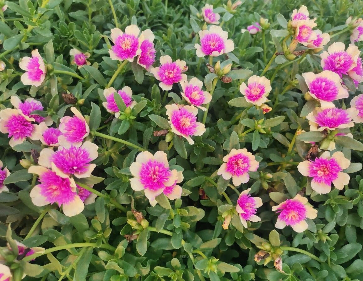 磐阙 上新重瓣太阳花苗重楼阔叶马齿苋四季开花死不了花卉带花苞阳台