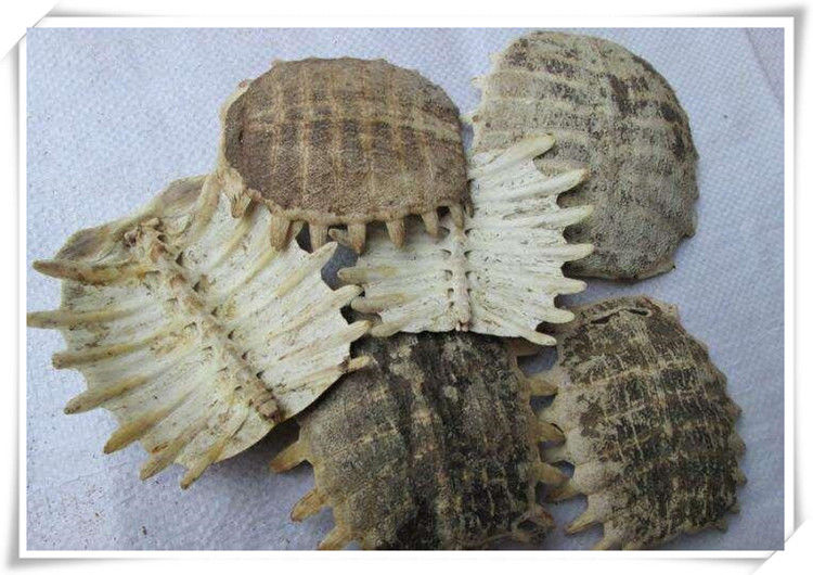 鳖甲 生鳖甲 鳖盖子 500g 甲鱼壳 散装新鲜干货【图片 价格 品牌 报价