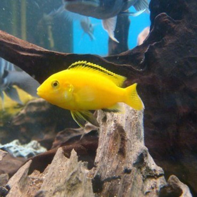 jypet三湖慈鲷鱼活体热带观赏鱼小型淡水鱼 2-3cm黑线王子5条装